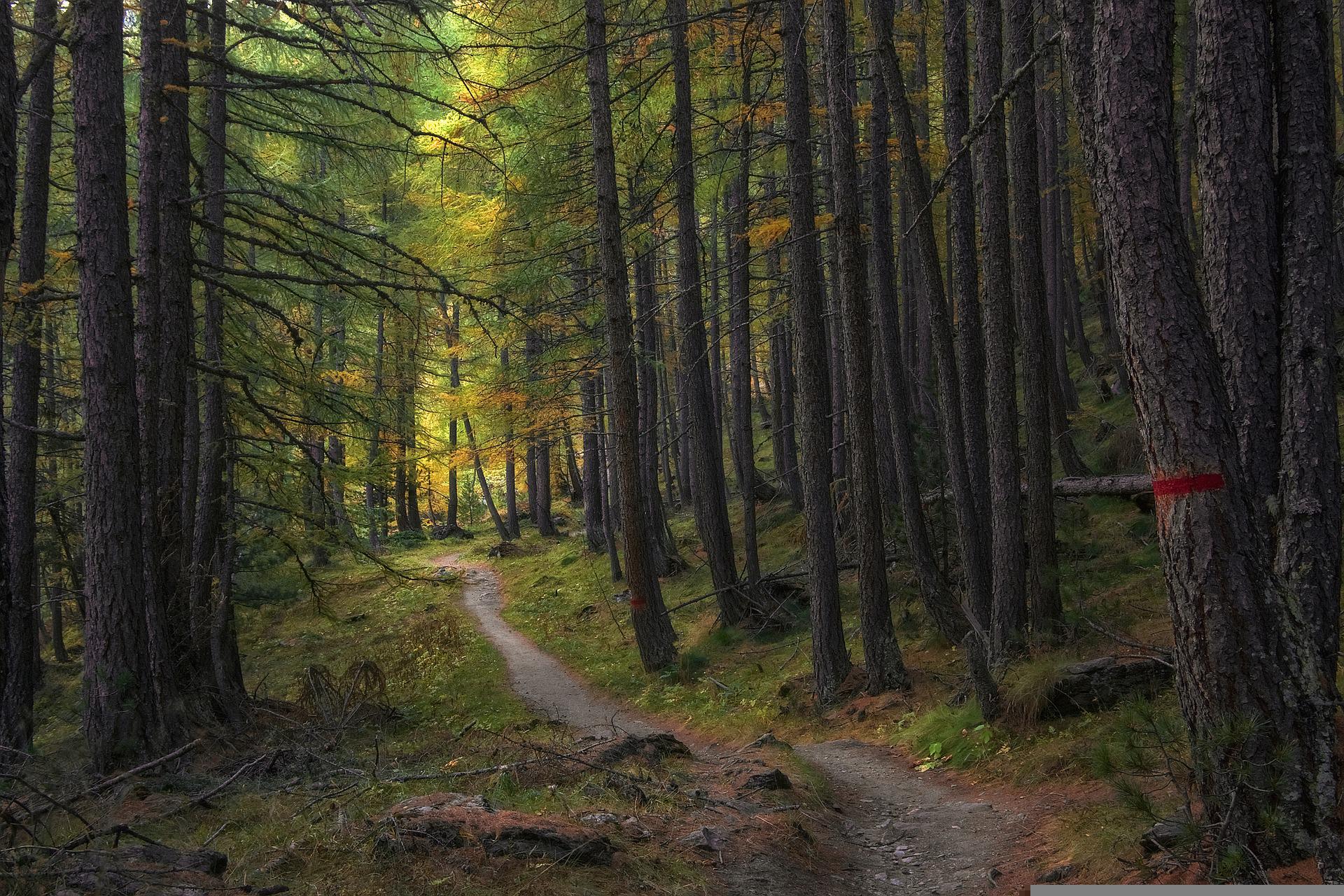 A winding path in a lush foret