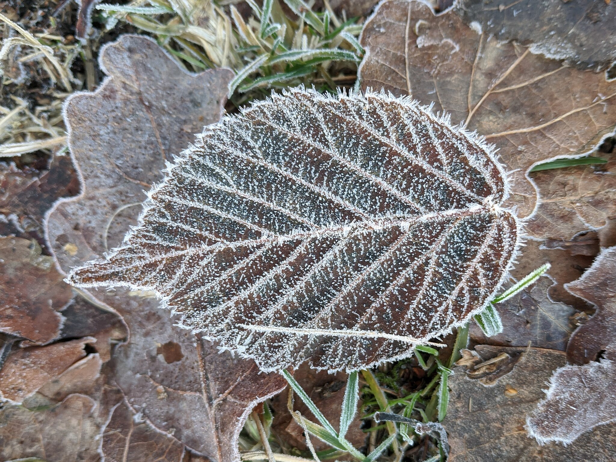 A single frosted leaf with clear contours and veins.