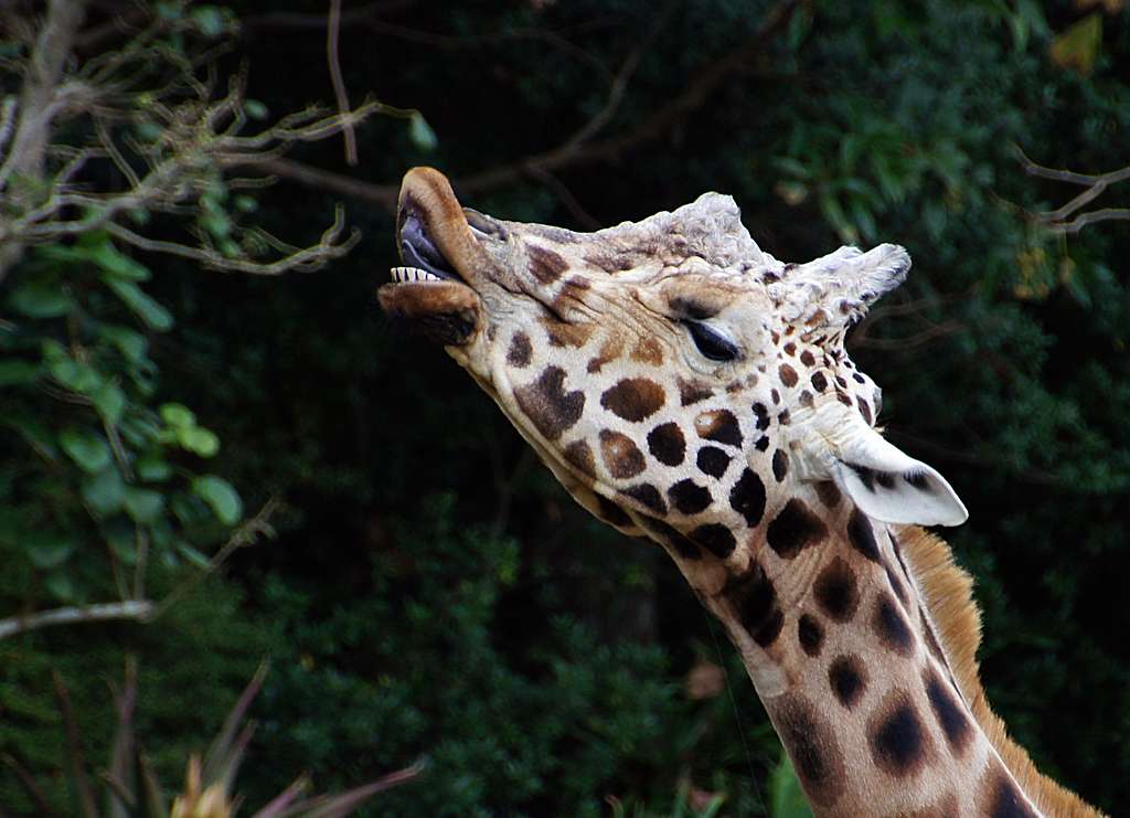 A giraffe nibbling on some branches.
