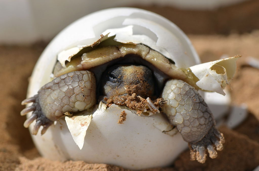 A desert tortoise (Gopherus agassizii) hatching from its egg.