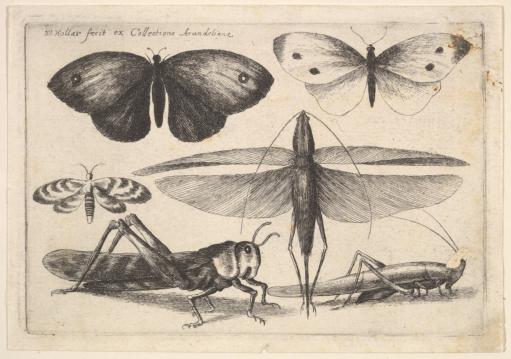 Six insects, print, Wenceslaus Hollar (MET, 26.72.115).