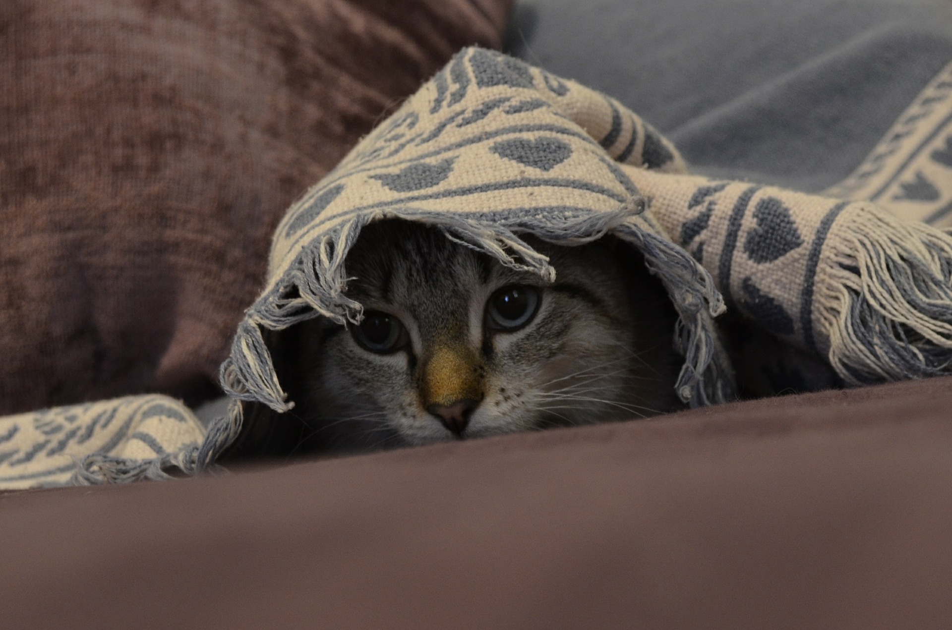 A kitten that peaks out from under a blanket