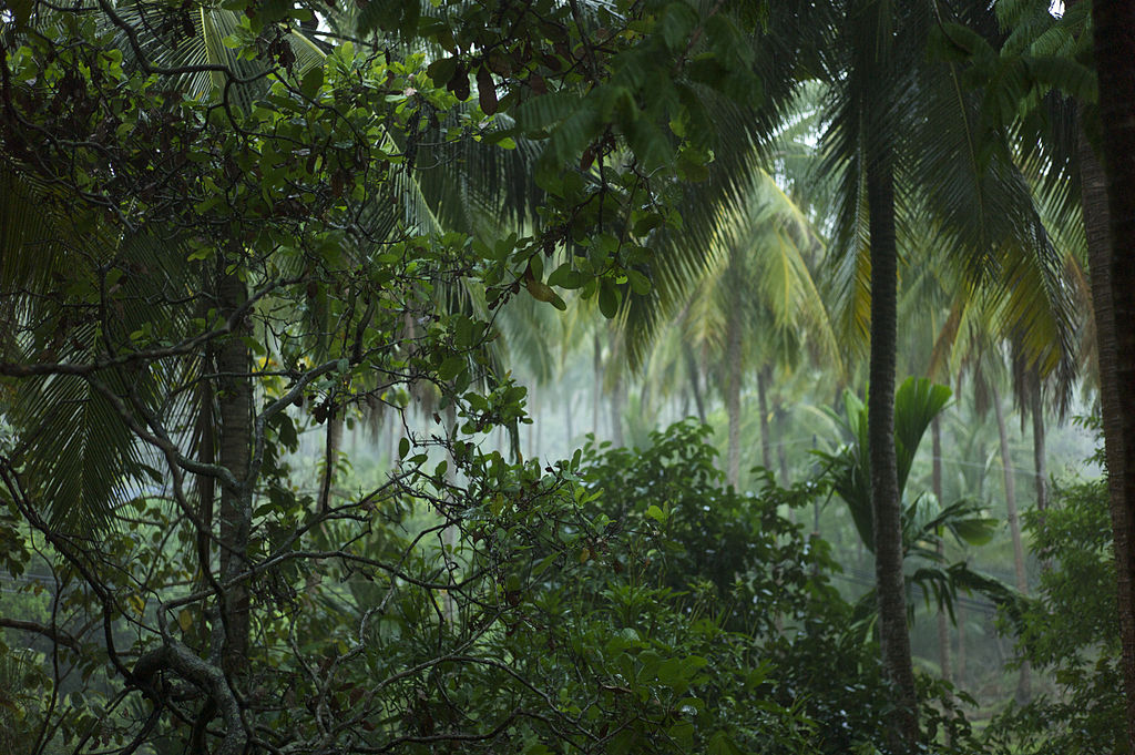 A lush mix of different trees