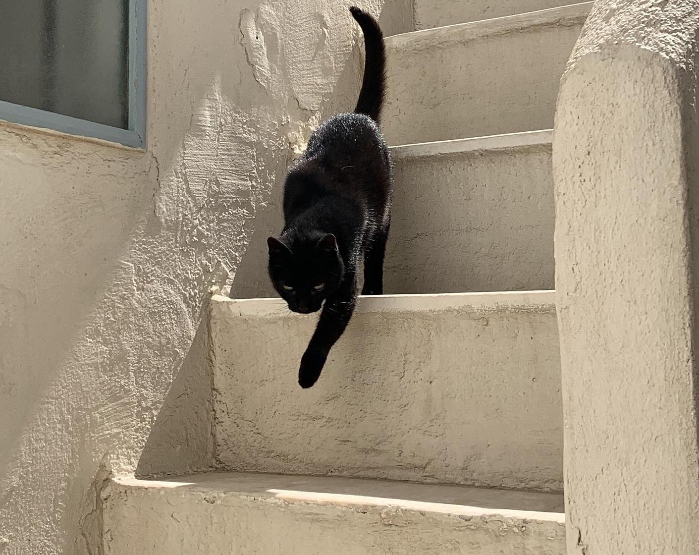 A black cat in the middle of taking a step down in a steep staircase.