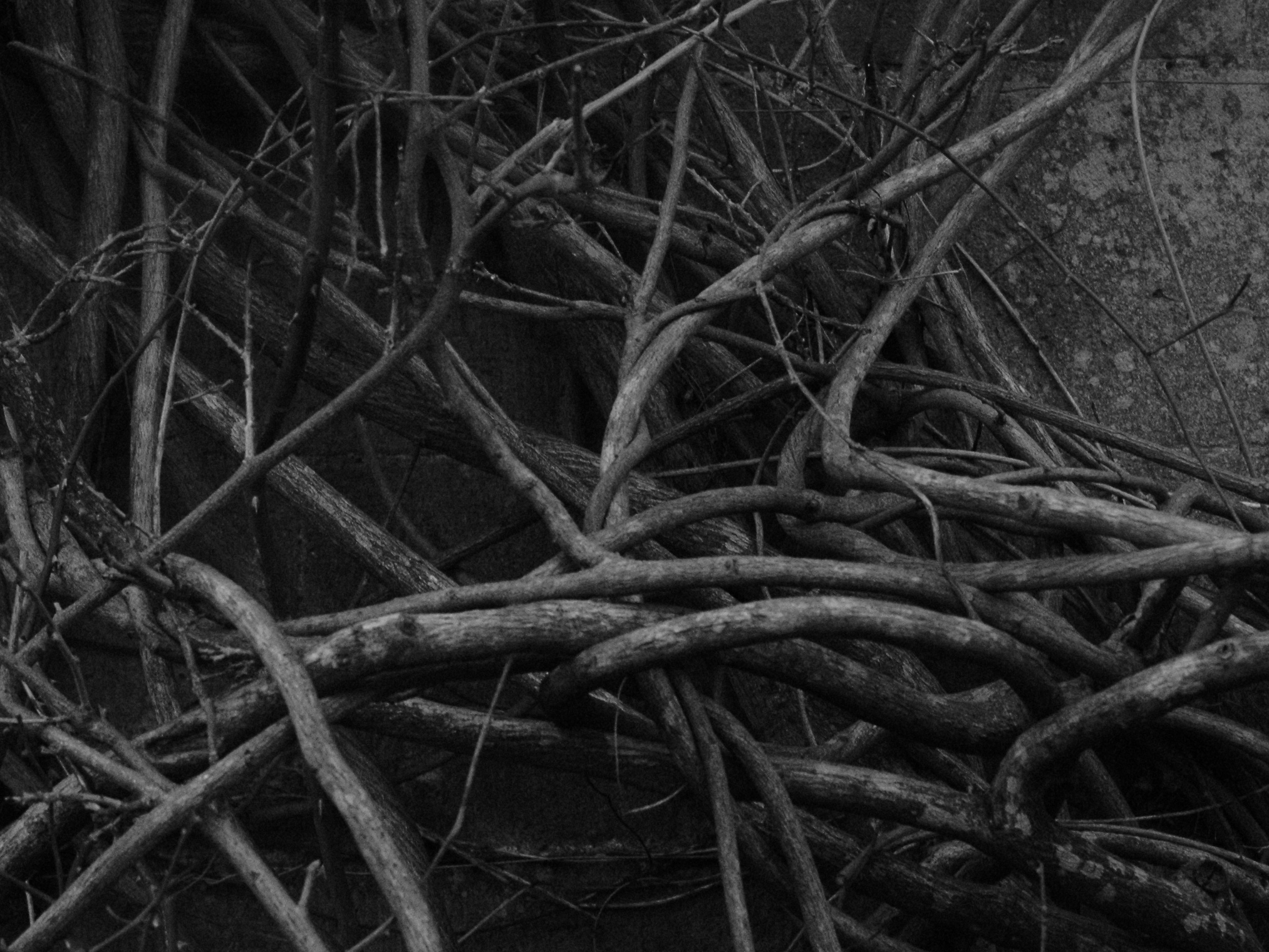 A dark image of vines tangling in front of a wall